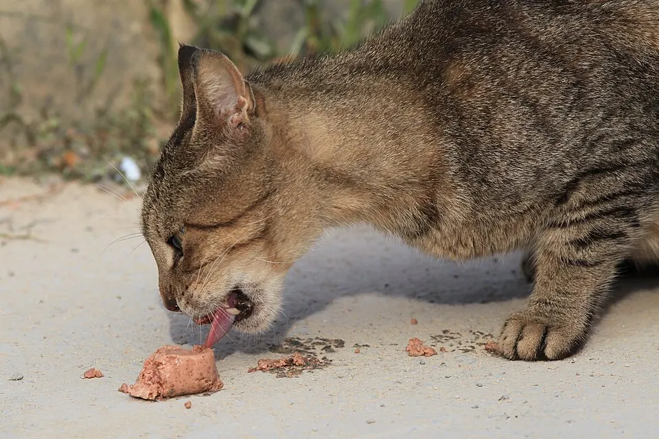 Un gatto tigrato mangia qualcosa sul marciapiede