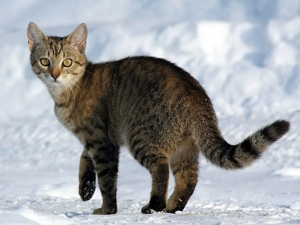 Un gatto tigrato cammina sulla neve con la coda alzata