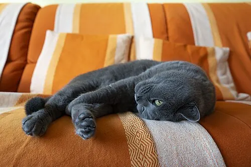 Il gatto grigio sdraiato e allungato sul divano