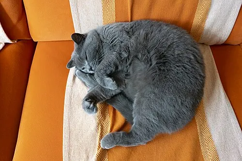 Il gatto grigio dorme raccolto sul divano