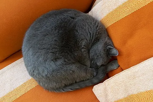 Il gatto grigio arrotolato a ciambella sul divano