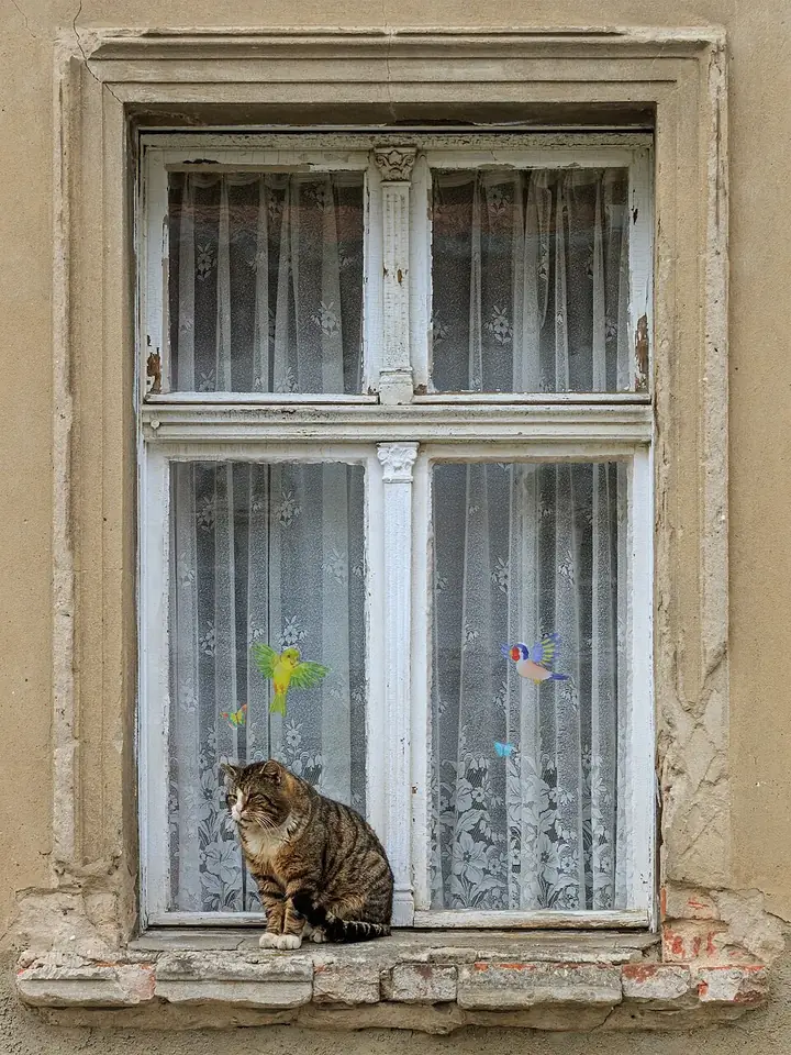 Un gatto tigrato seduto sul davanzale di una finestra con le tende di pizzo