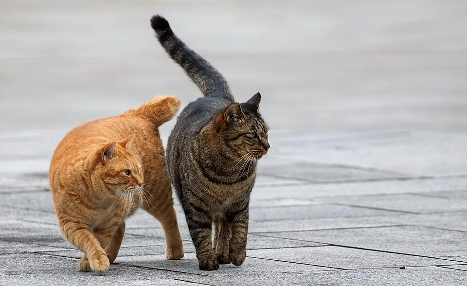 Due gatti, uno rosso e uno tigrato, camminano vicini con la coda alzata