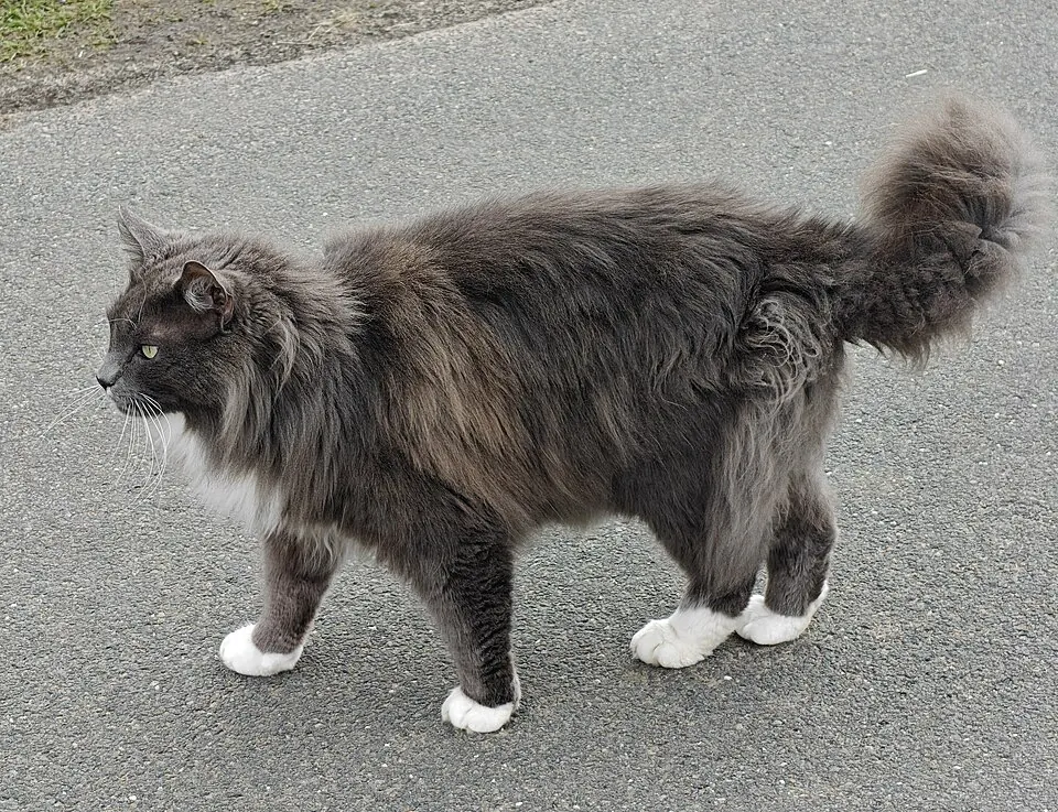 Un gatto grigio a pelo lungo cammina sull'asfalto
