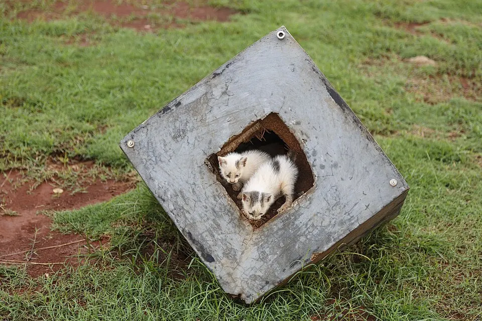 Un gattino si affaccia da un foro in un blocco di cemento a forma di cubo