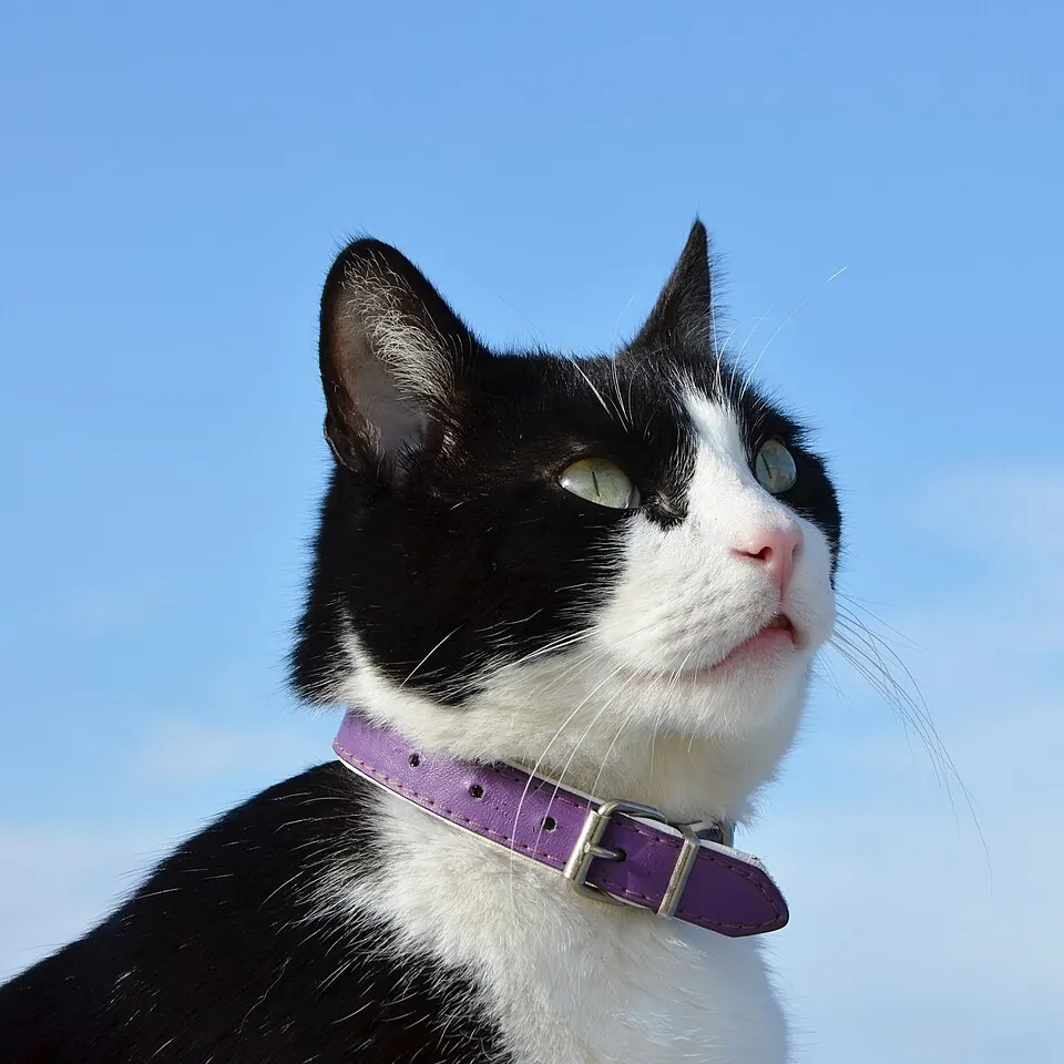 Un gatto bianco e nero con il collare guarda verso il cielo